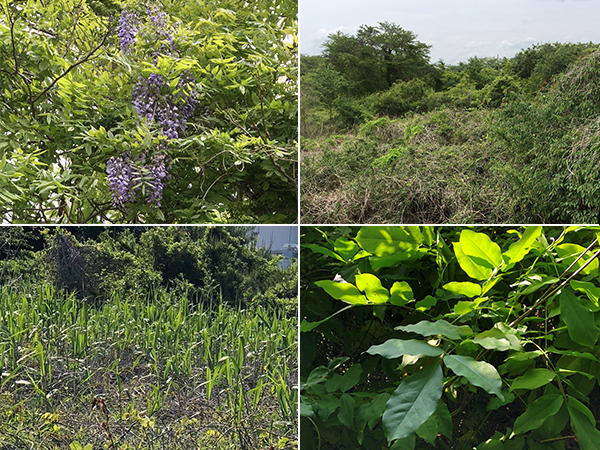 Plants that grow in a nature conservation area at Sawa Plant