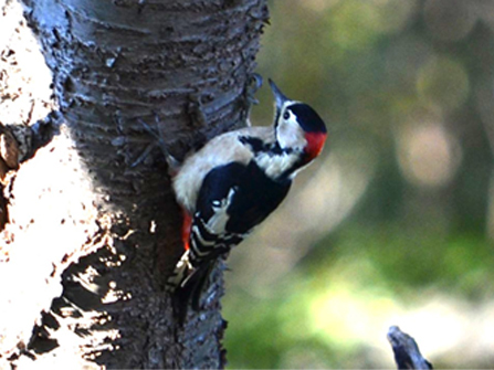Great spotted woodpecker (Katsuta Plant)
									