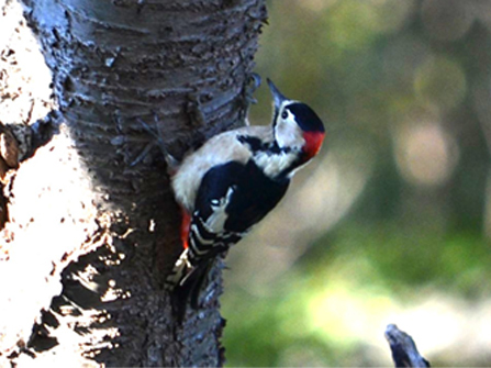 Great spotted woodpecker (Katsuta Plant)
									