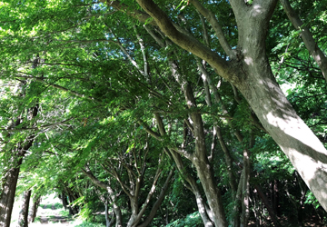 Natural forest at Katsuta Plant