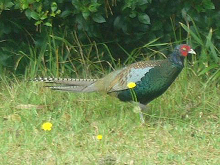 Green pheasant (Sawa Plant)
									