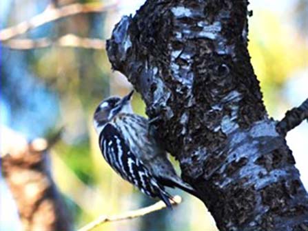Japanese Pygmy Woodpecker