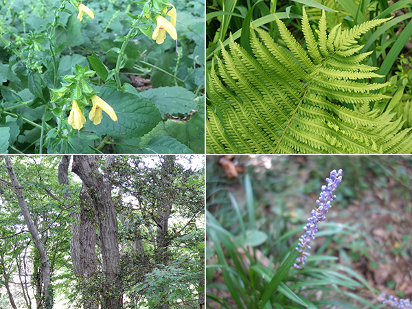 Plants that grow in a natural forest at Katsuta Plant